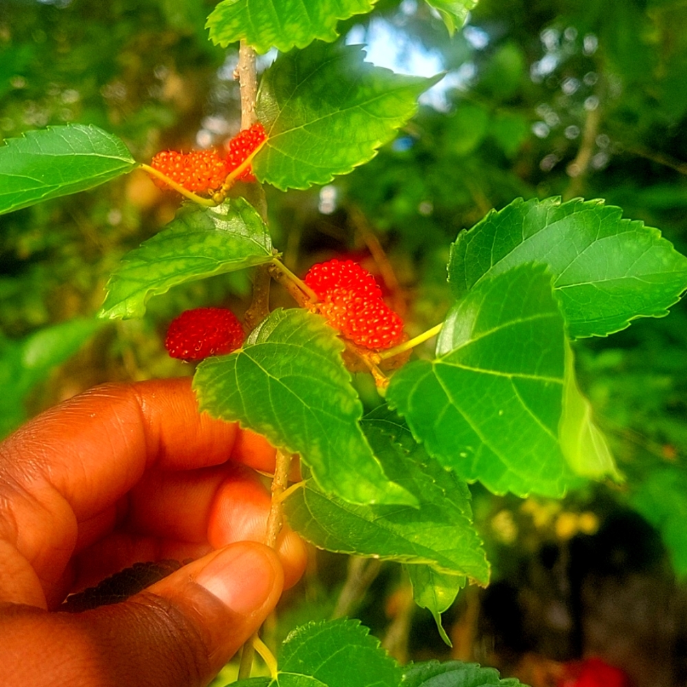 Fresh organic raspberry tea